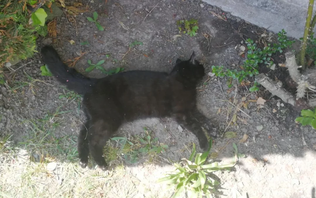 Stériliser vos animaux !